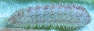Larvae